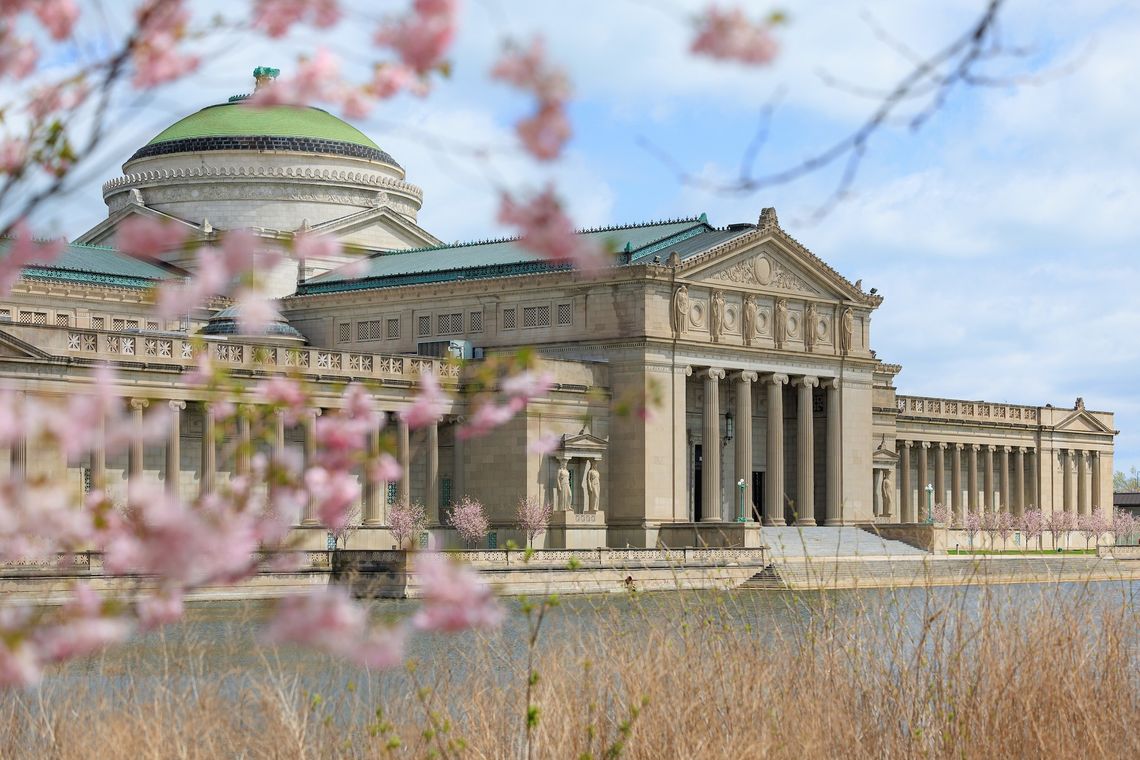 Zakwitły pierwsze wiśnie w chicagowskim Jackson Park
