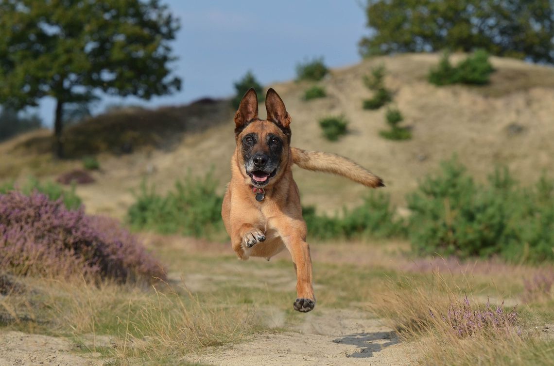 Zidentyfikowano najinteligentniejszą rasę psów - to owczarek belgijski malinois