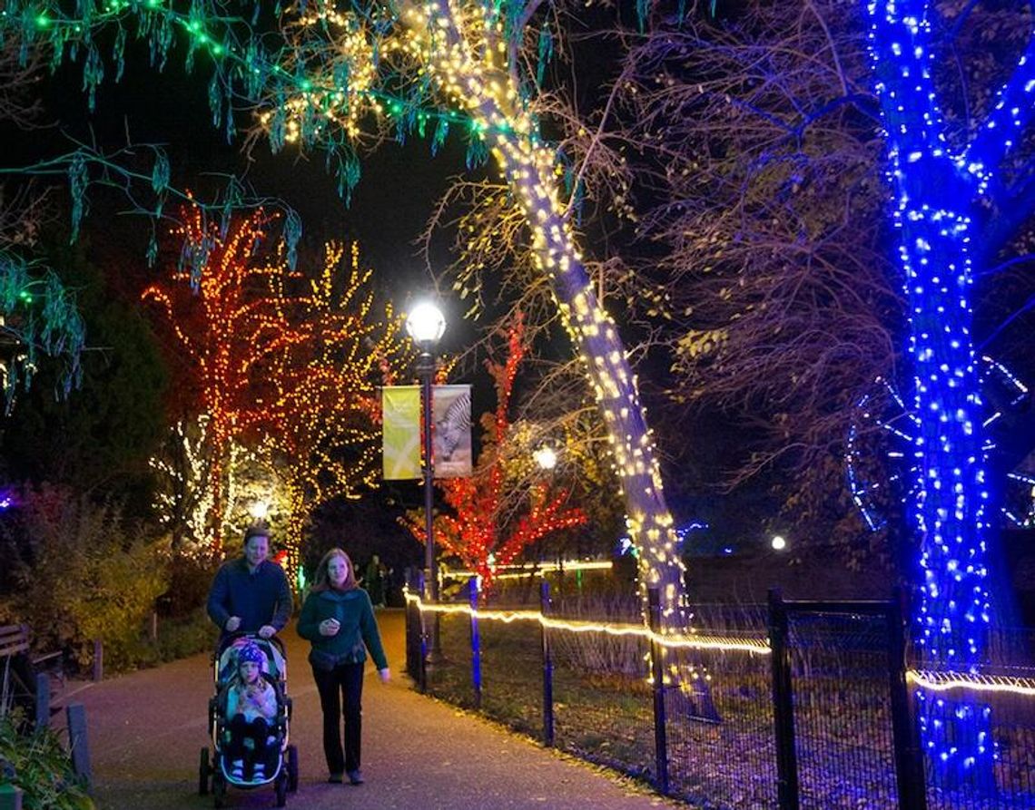 Złodzieje grasują wokół aut przy Lincoln Park Zoo Złodzieje grasują wokół aut przy Lincoln Park Zoo