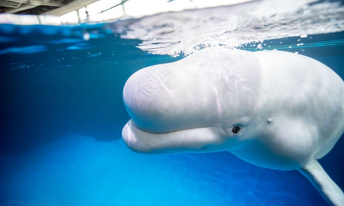 Zmarły trzy z dziesięciu uratowanych wielorybów w Shedd Aquarium Zmarły trzy z dziesięciu uratowanych wielorybów w Shedd Aquarium
