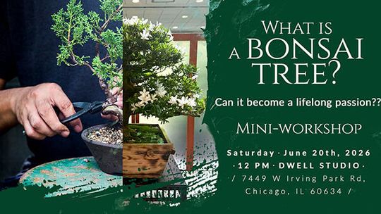 Co to jest bonsai – mini warsztaty w Dwell Studio Chicago