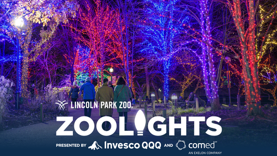 Lincoln Park Zoo Lights Lincoln Park Zoo Lights