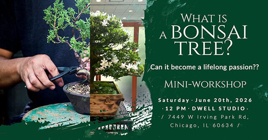Co to jest bonsai – mini warsztaty w Dwell Studio Chicago