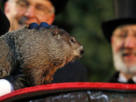 Punxsutawney Phil predicts the Weather on Groundhog Day
