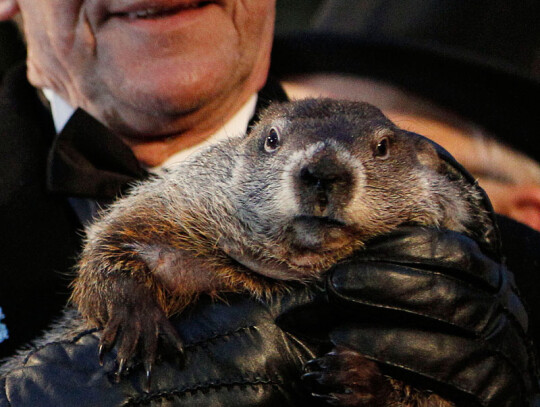 Punxsutawney Phil predicts the Weather on Groundhog Day