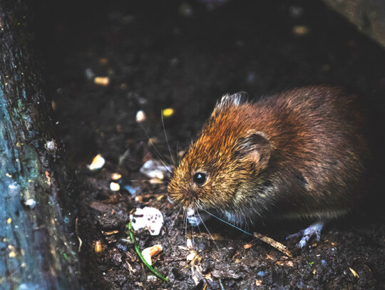 animal-bank-vole-blur-1010267