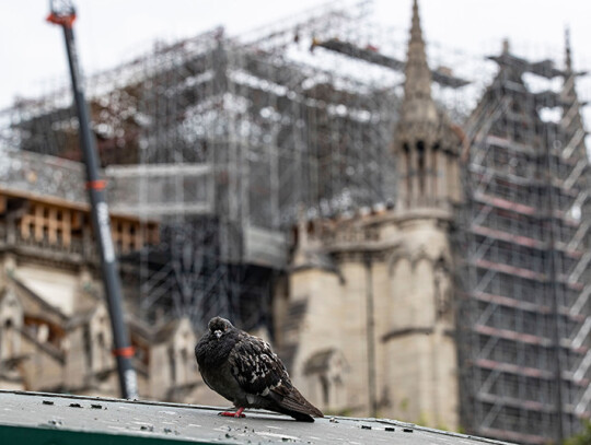 Notre Dame Cathedral  workers begin dismantling of damaged scaffolding, Paris, France - 08 Jun 2020