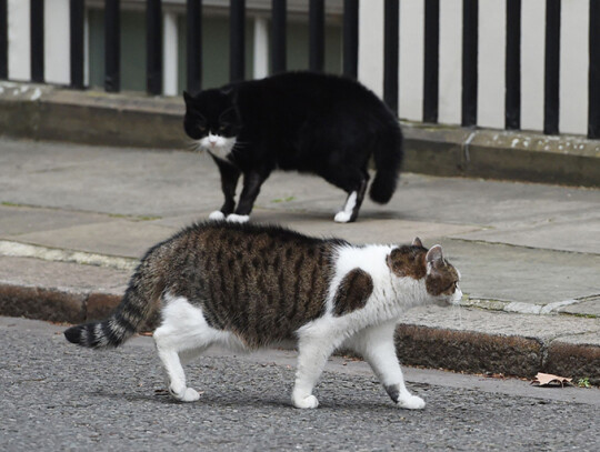 Larry, the Downing Street cat play outside of n10 Downing street, London, United Kingdom - 18 Jan 2019