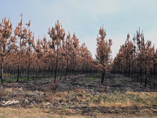 Wildfires in southwestern France, Hostens - 11 Aug 2022