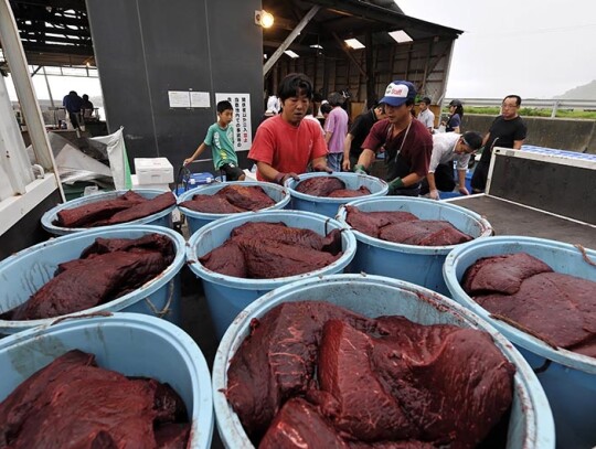 Japan Feature Package Whaling - Jul 2009