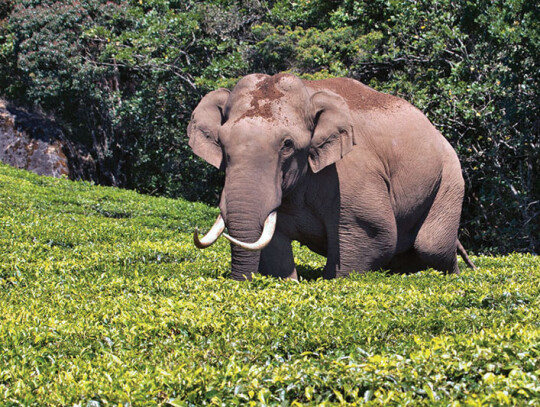 Padayappa_in_a_tea_plantation_Wiki