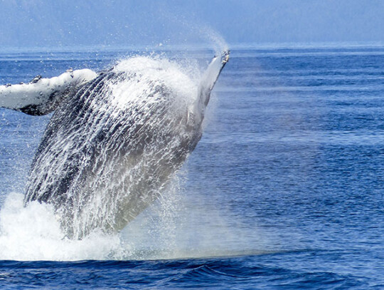 humpback-whale-431907