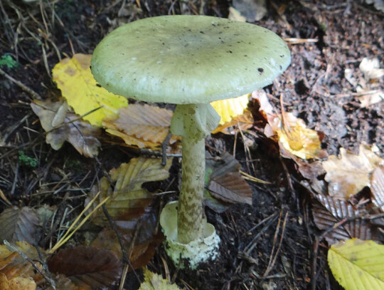 1280px-Amanita_phalloides_a1_(1)