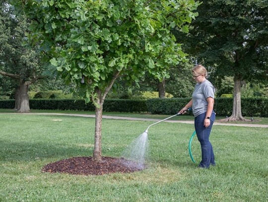 Watering Tree_1_Credit_ The Morton Arboretum