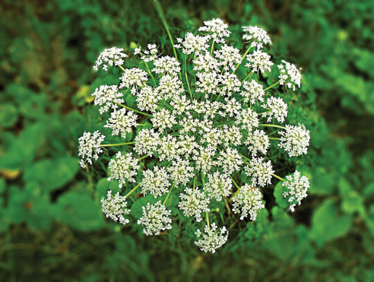 hemlock-2536567_960_720