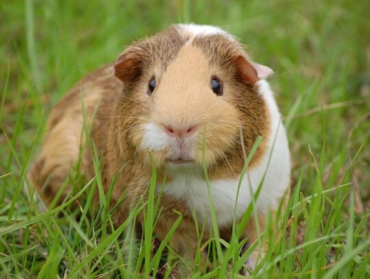 guinea-pig-242520_1280