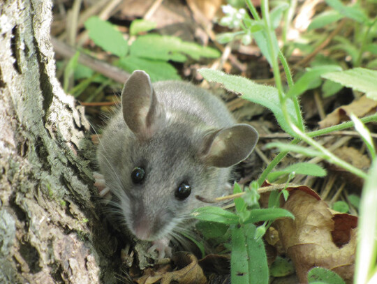 Deer_Mouse_(Peromyscus_maniculatus)_(9310532204)