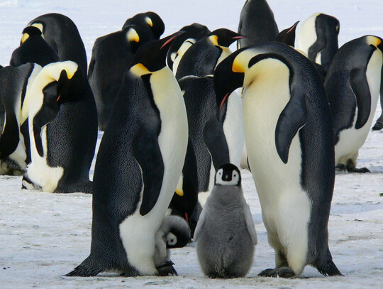 emperor-penguins-429128_1280