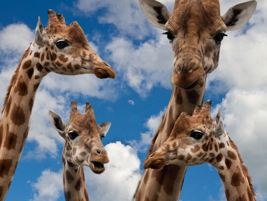 giraffes-627033_1280