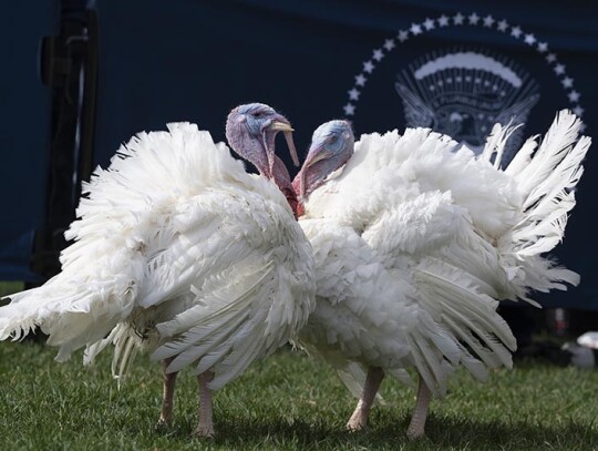 US President Biden pardons National Thanksgiving Turkey, Washington, USA - 20 Nov 2023