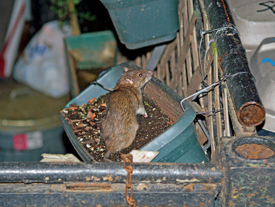 1280px-NYC_Rat_in_a_Flowerbox_by_David_Shankbone_Wiki