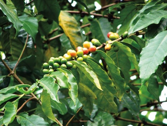 Coffea arabica fot. Wikipedia